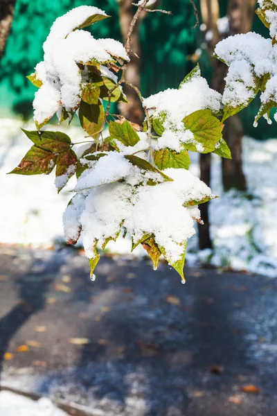 Тане перший сніг на зеленому листі восени — стокове фото