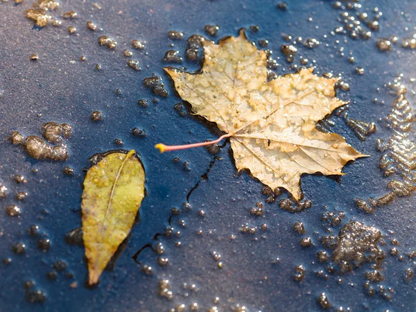 Feuilles jaunes dans la flaque de la fonte de la première neige — Photo