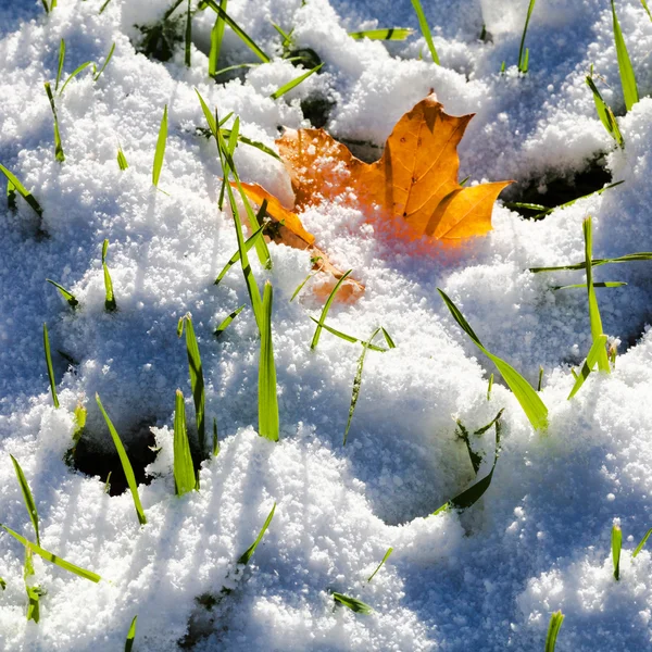 Grass and orange maple leaf covered by first snow — Stock Photo, Image