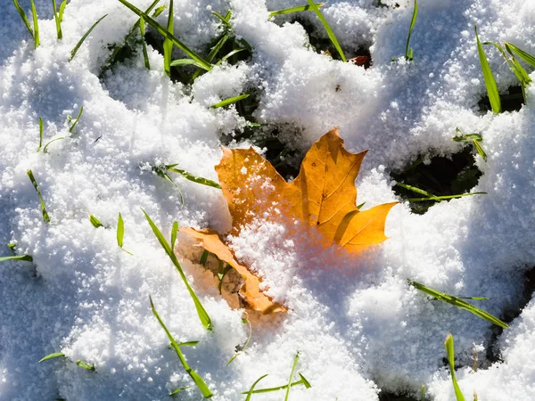 Maple leaf and green grass covered by first snow — Stock Photo, Image
