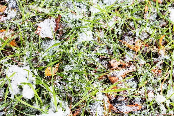 Grünes Gras auf der Wiese unter erstem Schnee — Stockfoto