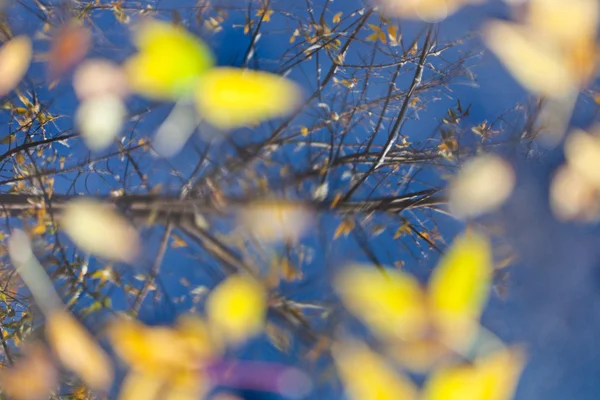Árbol reflejado en charco con hojas flotantes —  Fotos de Stock