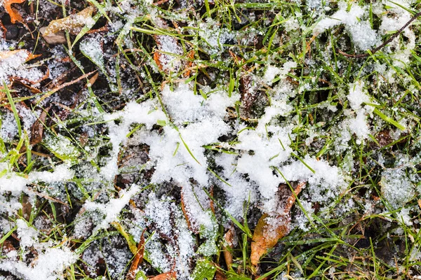 Hierba y hojas caídas en el prado bajo la primera nieve —  Fotos de Stock