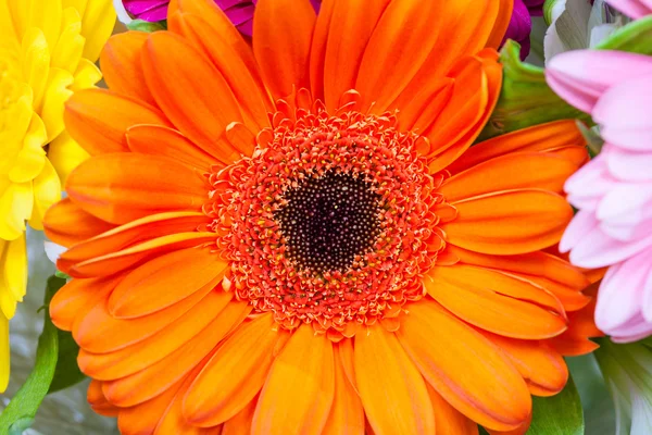 Orange gerbera flower close up — Stock Photo, Image