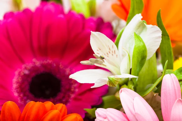 Lírio branco florescer em gerbera flores buquê — Fotografia de Stock