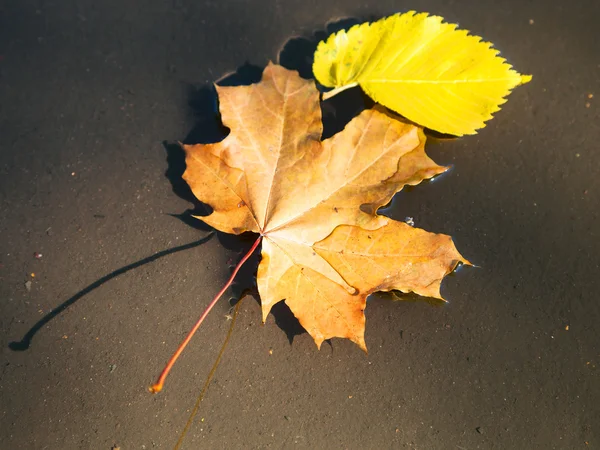 Opadłych liści klon, brzoza, unoszące się w kałuży — Zdjęcie stockowe