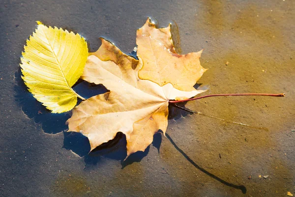 Birch and maple leaves float on surface of puddle — Stock Photo, Image