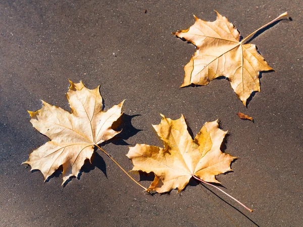 Três folhas de bordo caídas flutuando na poça — Fotografia de Stock
