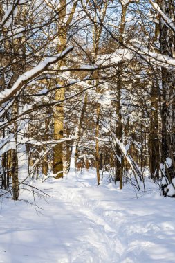 Güneşli kış gününde şehir parkının karlı ormanlarında derin patika