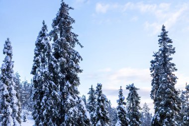 Şarap mevsiminde Rusya 'nın Murmansk Oblastı' na gitmek - kar kaplı ladin ağaçları ve Kandalaksha kasabası yakınlarındaki tepede mavi gökyüzü kış alacakaranlıklarında