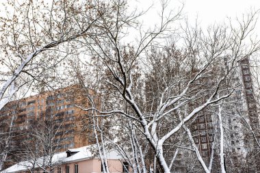 Arkaplanda karla kaplı ağaçlar ve apartmanlar var. Kış günü kar yağdıktan sonra.