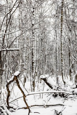 Karla kaplı kırılan ve testereyle kesilmiş ağaç gövdeleri bulutlu kış gününde, kar yağdıktan sonra şehir parkında.