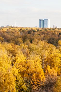 yellow forest and apartment building in autumn day