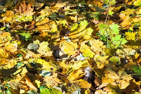 Fallna lönnlöv på torkade Björk trunk i höst — Stockfoto