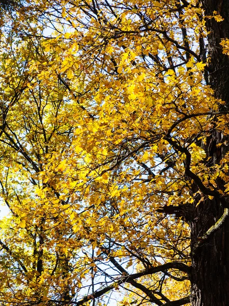 Ramos de carvalho amarelo iluminados pela luz solar no outono — Fotografia de Stock