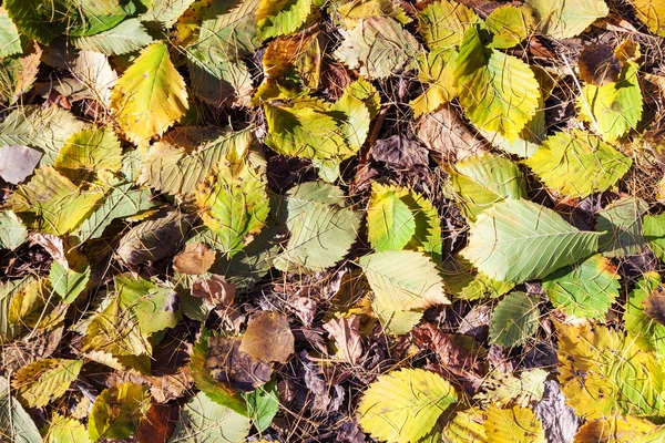 Folhas de avelã caídas e agulhas de larício no outono — Fotografia de Stock