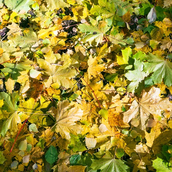 Bordo verde amarelo e folhas de bétula no outono — Fotografia de Stock