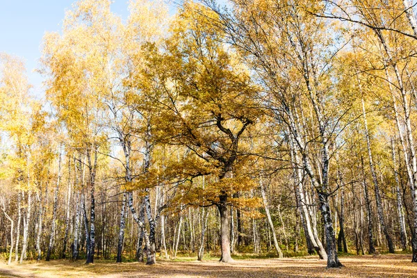 Bordo di betulla e bosco di quercia in autunno — Foto Stock