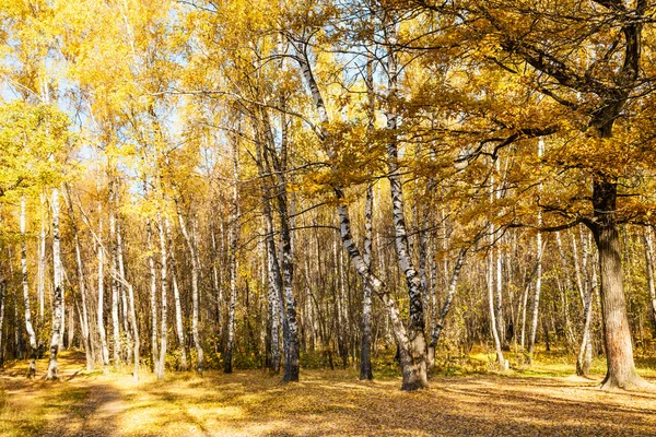 Glade in oak and birch woods in autumn — Stock Photo, Image