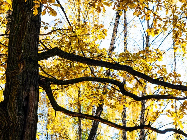 Stamm und Ast der Eiche mit gelben Blättern — Stockfoto
