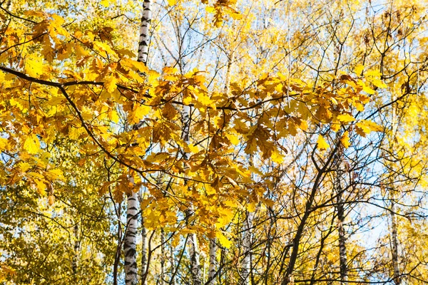 Žluté listí v lese na podzim — Stock fotografie