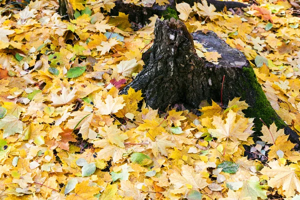 Gula löv och gamla stubben i höst — Stockfoto