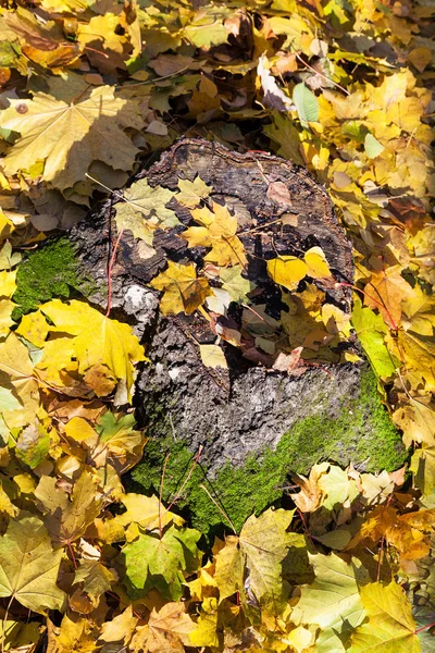 Fallen yellow leaves on stump in autumn — Stock Photo, Image