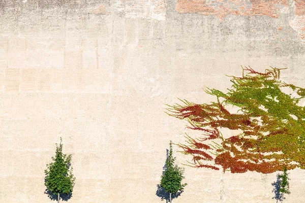 Árvore árvores verdes e hera na parede exterior no outono — Fotografia de Stock