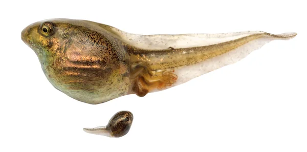 Two tadpoles of frogs close up isolated — Stock Photo, Image