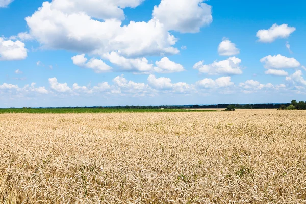 Paisagem rural com campo de trigo — Fotografia de Stock