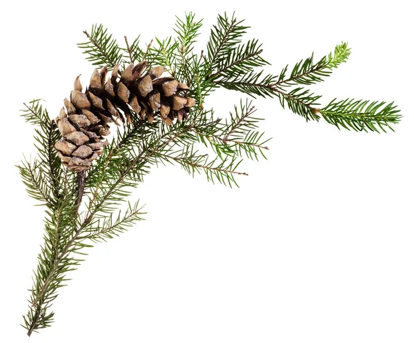 Branch of spruce tree with cone on white — Stock Photo, Image