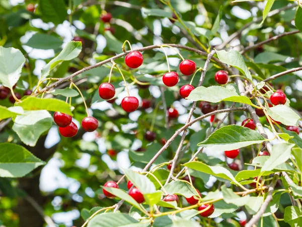 Röda körsbär på trädgren i sommardag — Stockfoto