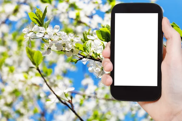 Teléfono inteligente flores blancas en el manzano en primavera — Foto de Stock