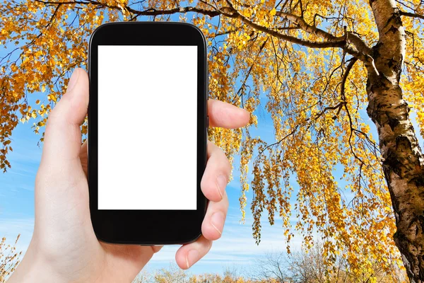 Smartphone und gelbe Birke im Herbst — Stockfoto