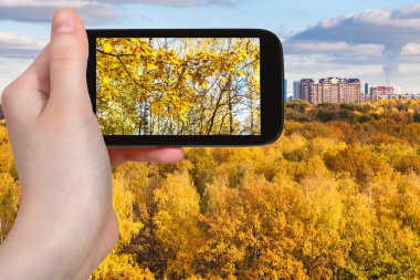 Sarı sonbahar orman ağaçlarında fotoğrafı