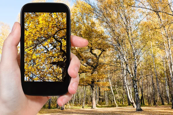 Obrázek žluté dubových větví v podzimním lese — Stock fotografie