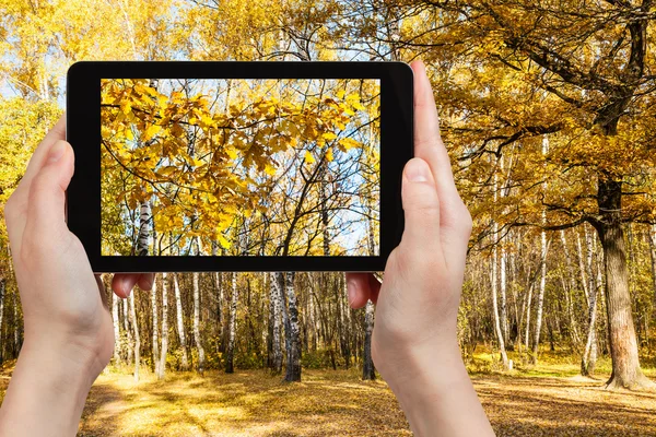 Foto de folhas amarelas na floresta de outono — Fotografia de Stock