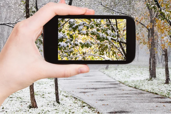 在城市公园里的树木上的第一场雪的图片 — 图库照片