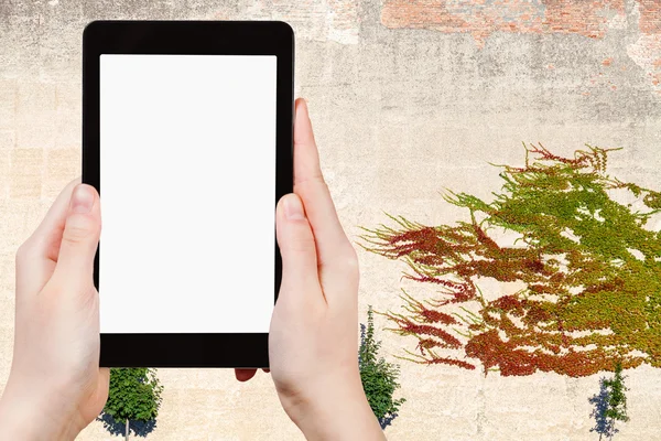 Tablet-PC mit ausgeschnittenem Bildschirm und Wand mit Efeu — Stockfoto