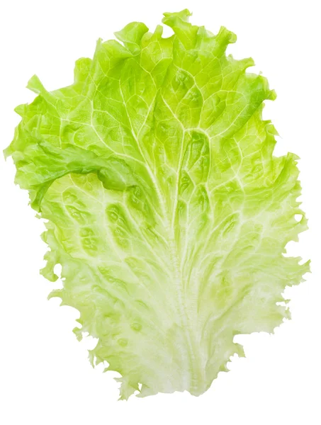 Fresh green Leaf lettuce isolated on white — Stock Photo, Image