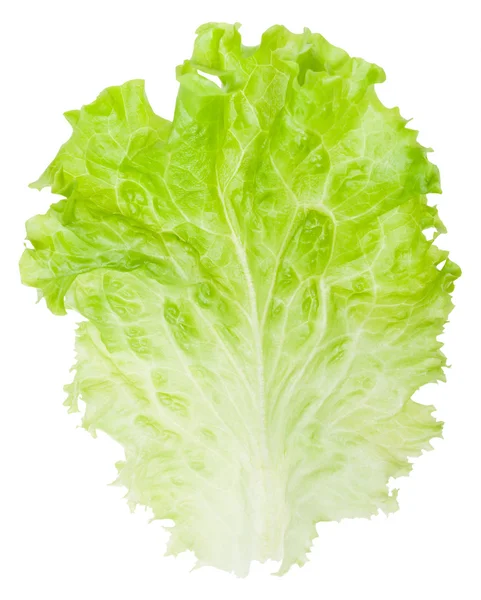 Leaf sallat isolerad på vit bakgrund — Stockfoto