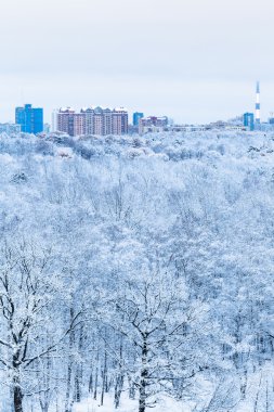 Orman ve kış sabahı şehirde kar meşe ağacında