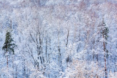Kışın kar ormanda çam ağaçları