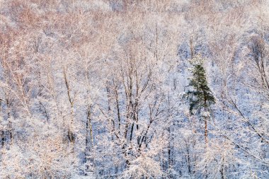 kar ormanda güneş tarafından aydınlatılmış çam ağacı