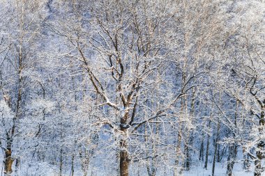 kar ormandaki kapalı meşe ve huş ağaçları kar