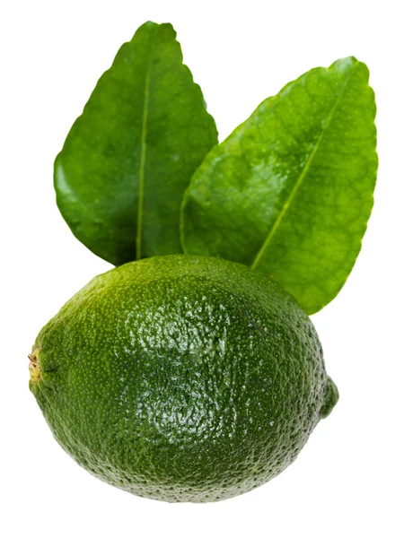 Green kaffir lime with leaves isolated on white — Stock Photo, Image