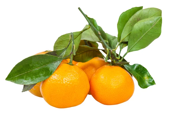 Twigs with fresh ripe abkhazian mandarins isolated — Stock Photo, Image