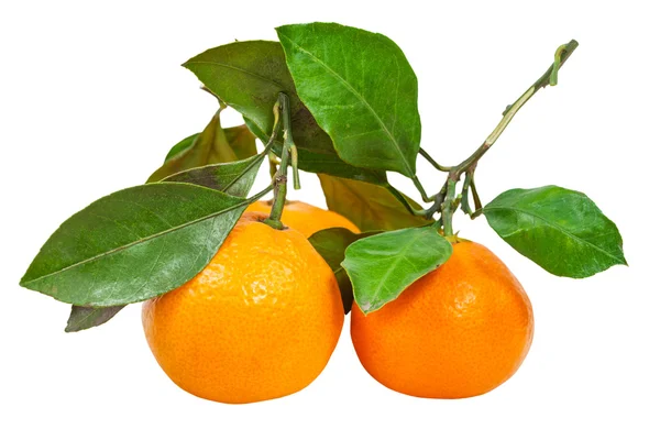 Ramitas con mandarinas abjasias frescas aisladas —  Fotos de Stock