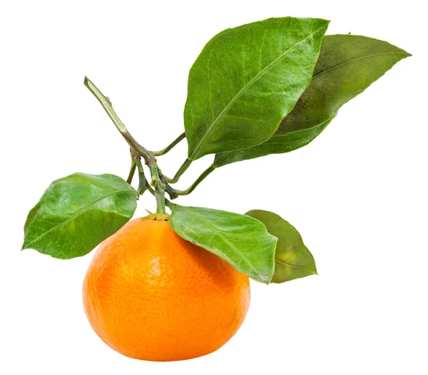 Twig with fresh ripe abkhazian tangerine isolated — Stock Photo, Image