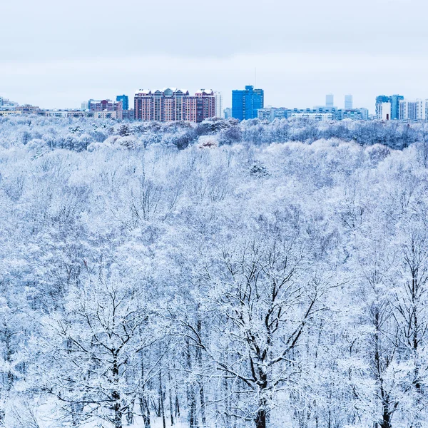 Querce da neve in boschi e città in inverno mattina — Foto Stock